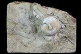 Fossil Crinoid (Phanocrinus) in Rock - Alabama #69054-1